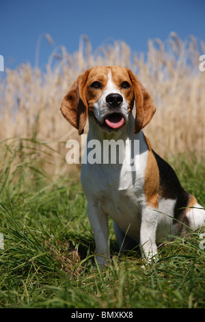 Beagle (Canis lupus f. familiaris), assis dans l'herbe au bord d'un champ de céréales mûres Banque D'Images