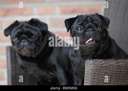 Le PUG (Canis lupus f. familiaris), deux animaux assis dans un fauteuil en osier sur la terrasse Banque D'Images