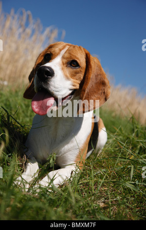 Beagle (Canis lupus f. familiaris), assis dans l'herbe au bord d'un champ de céréales mûres Banque D'Images