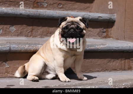 Le PUG (Canis lupus f. familiaris), assis sur des escaliers à l'extérieur Banque D'Images