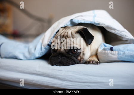 Le PUG (Canis lupus f. familiaris), dragonnet couché au bord d'un lit à la recherche de sous les draps Banque D'Images