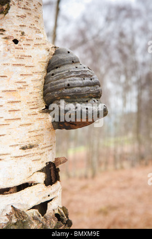 Hoof champignon poussant sur le côté d'un arbre près de Silver Birch Danby dans Yorkshire du Nord. Banque D'Images