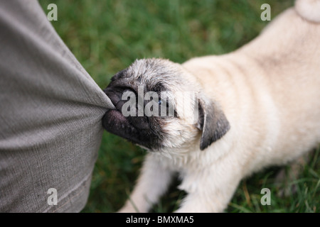 Roquet debout sur une pelouse en tirant sur la jambe de pantalon Banque D'Images