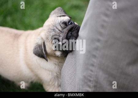 Roquet debout sur une pelouse en tirant sur la jambe de pantalon Banque D'Images