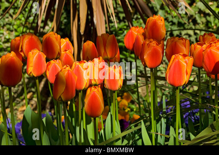 Close up of red and orange tulip tulips flowers flower flowering blooms growing in garden in spring England UK United Kingdom GB Great Britain Banque D'Images