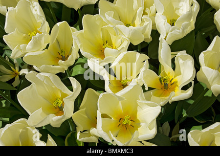 En regardant vers le bas dans un groupe de fleurs de tulipes de crème blanche Floraison florale croissance dans le jardin Angleterre Royaume-Uni GB Grande-Bretagne Banque D'Images