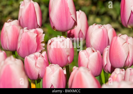 Gros plan de tulipes roses tulipes fleurs fleur fleur floraison fleurs croissance dans le jardin au printemps Angleterre Royaume-Uni Grande-Bretagne Banque D'Images