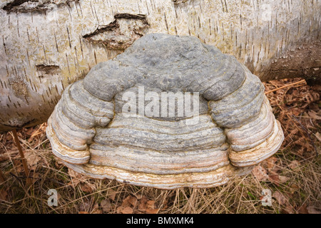 Hoof champignon poussant sur le côté d'un arbre près de Silver Birch Danby dans Yorkshire du Nord. Banque D'Images