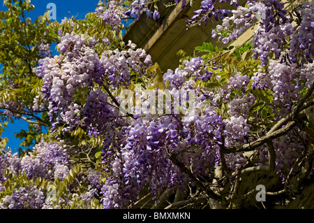 Gros plan de la plante de fleurs de wisteria pourpre grimpant Un mur de maison Angleterre Royaume-Uni Royaume-Uni Grande-Bretagne Banque D'Images