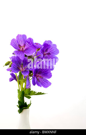 Fleurs violettes Banque D'Images