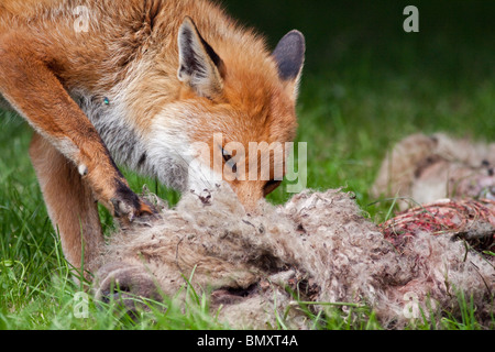 European Red Fox (Vulpes vulpes) la cueillette par les restes d'une brebis, UK Banque D'Images