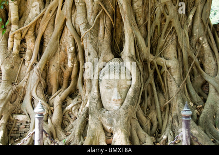 Ancienne tête de bouddha coincé dans bo tree root au Wat Mahathat, Ayutthaya, Thaïlande. Banque D'Images