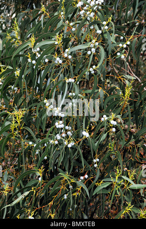 L'Eucalyptus, Gum Tree, au nord de l'île de Madère, Portugal Banque D'Images