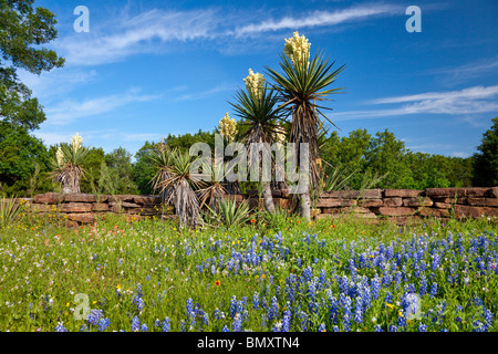 Yuccas fleurissent dans les régions rurales de Texas Hill Country, USA. Banque D'Images