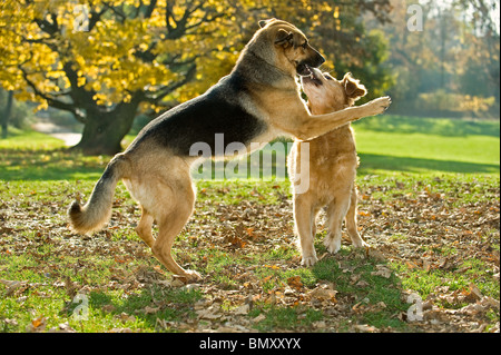 Berger Allemand Golden Retriever jouant Banque D'Images