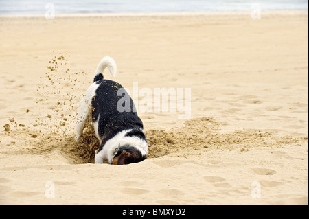 Half Breed dog digging hole Banque D'Images