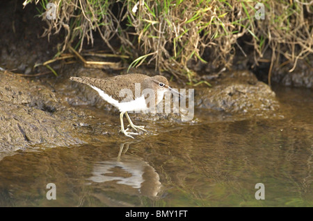 Commun, sandpiper Tringa, gris, la recherche de nourriture sur les bords de la rivière. l'été. Norfolk Broads uk Banque D'Images