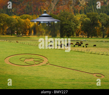 Ovni planant au-dessus de bovins et crop circle Banque D'Images