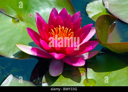 Nymphaea nénuphar James Brydon dans l'étang dans le jardin botanique, Oxford, Angleterre Banque D'Images