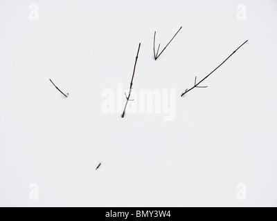 Hiver neige couvrant les germes d'un petit arbre Banque D'Images