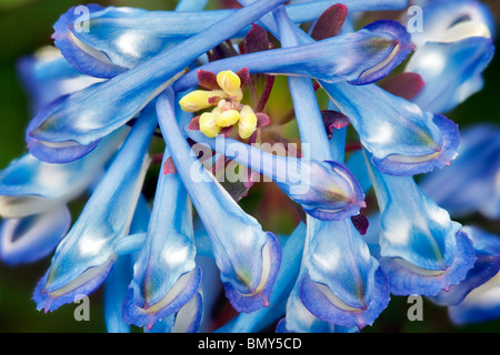 Close up of Purple Leaf Fumaria (Corydalis flexuosa). Banque D'Images