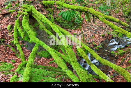 Cabin Creek avec moss couverts d'arbres abattus. Columbia River Gorge National Scenic Area, New York Banque D'Images