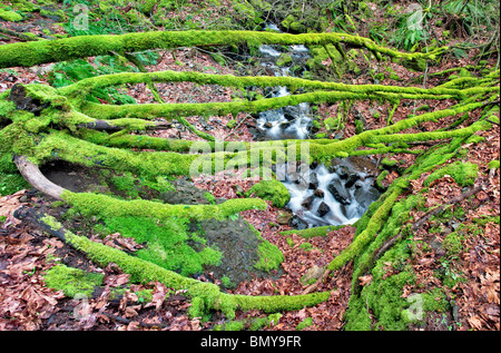 Cabin Creek avec moss couverts d'arbres abattus. Columbia River Gorge National Scenic Area, New York Banque D'Images