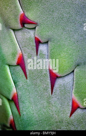 Close up d'épines sur agave avant d'ouvrir. Banque D'Images