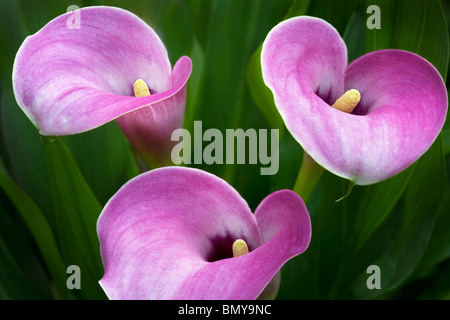 Close up of calla lily fleurs. Oregon Banque D'Images