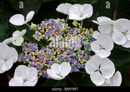 Close up de la Dentelle Tasse l'Hydrangea. (Hydrangea macrophylla-lace Pac. Banque D'Images