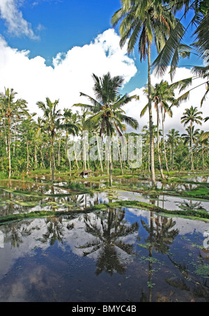 Rizières en terrasses près de Ubud, Bali, Indonésie. Les champs sont en préparation pour la plantation par les inondations avec de l'eau Banque D'Images