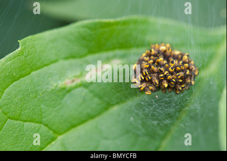 Araneus diadematus. Les jeunes araignées araignées orbweaver dans un nid web Banque D'Images