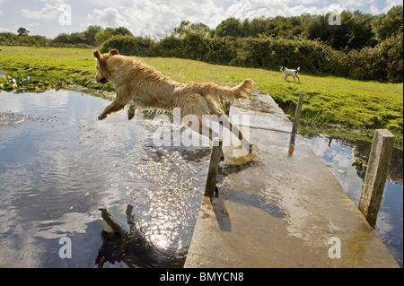 Golden Retriever dog sautant dans l'eau Banque D'Images