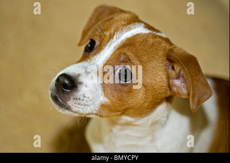 Half Breed dog puppy portrait Banque D'Images