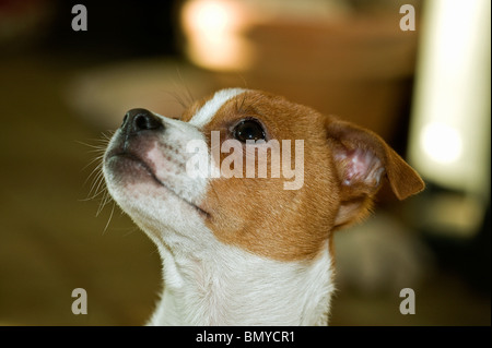 Half Breed dog puppy portrait Banque D'Images