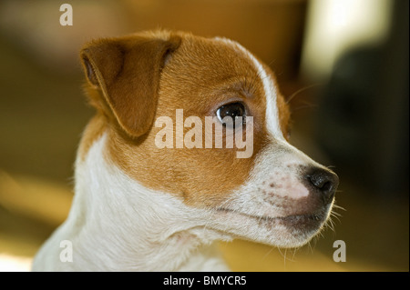 Half Breed dog puppy portrait Banque D'Images