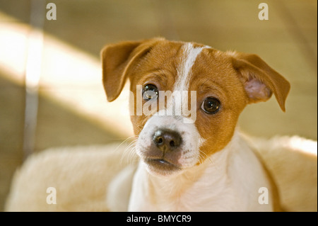 Half Breed dog puppy portrait Banque D'Images