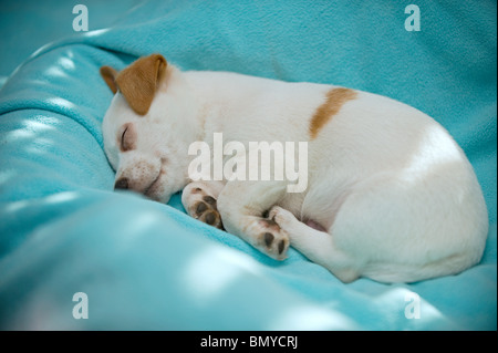 Half Breed dog puppy sleeping Banque D'Images