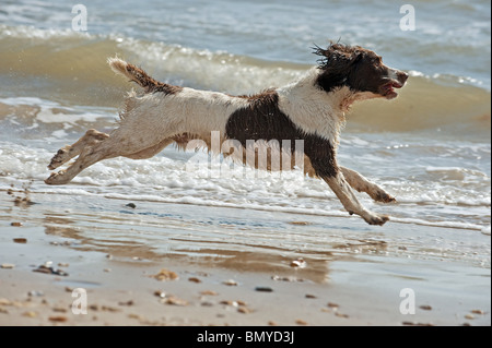 English Springer Spaniel chien qui court la plage Banque D'Images