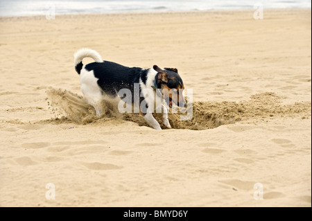 Half Breed dog digging hole Banque D'Images