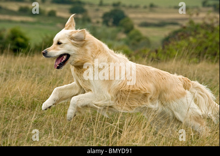 Golden Retriever dog running Banque D'Images