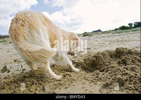 Golden Retriever dog digging hole Banque D'Images