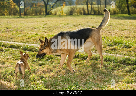 Chien Chihuahua et chien Berger allemand rencontre dans une prairie Banque D'Images