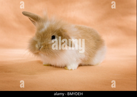 Jeune lapin nain à tête de lion Banque D'Images