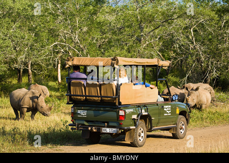 Les touristes sur la commande de jeu Regarder rhinocéros blanc, carré-lipped Rhinoceros (Ceratotherium simum) Banque D'Images