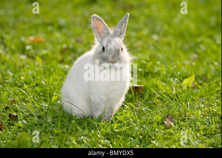 Jeune lapin nain à tête de lion meadow
