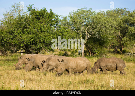 Rhinocéros blanc, carré-lipped Rhinoceros, (Ceratotherium simum). Hluhluwe iMfolozi Park. Le KwaZulu Natal. L'Afrique du Sud. Banque D'Images