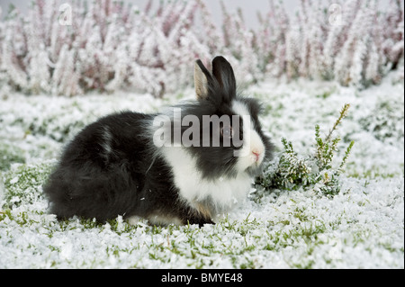 Jeune lapin nain à tête de lion snow