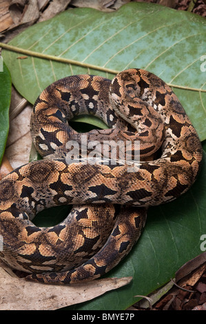 Dumerils boa de Madagascar. Acrantophis dumerili Banque D'Images