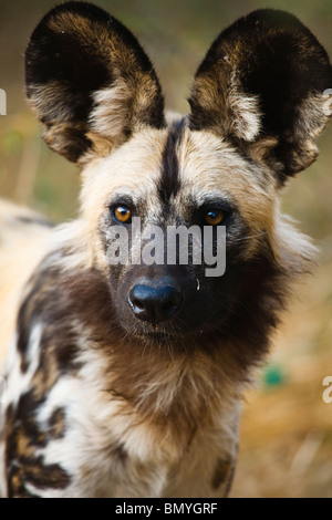 Chien sauvage d'Afrique (Lycaon pictus), portrait. Banque D'Images